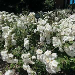 Meet your Posher, Jade